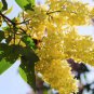 100 Pcs Japanese Lilac Plant indor Plants Lilac Clove Flower Potted Plant