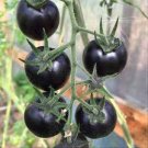 20 Pcs Rare Hybrid Bright Black Tomato Middle-sized Fruit Seeds Edible Vegetables