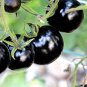 20 Pcs Rare Hybrid Bright Black Tomato Middle-sized Fruit Seeds Edible Vegetables
