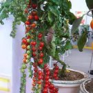 20 Pcs BELLFARM 'Renrong' Bright Red Cherry Tomato Bonsai