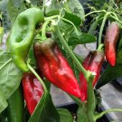 20 Pcs Heirloom Dark Green & Red Mixed 'Ox Horn' Sweet Pepper F1