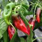 20 Pcs Heirloom Dark Green & Red Mixed 'Ox Horn' Sweet Pepper F1