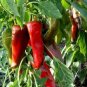 20 Pcs Heirloom Dark Green & Red Mixed 'Ox Horn' Sweet Pepper F1