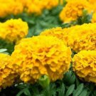100 Pcs Mixed Chrysanthemum Seeds Perennial Flowering Rose Pink Orange Yellow Red Marigold 100 Pcs Mixed Chrysanthemum Seeds Perennial Flowering Rose Pink Orange Yellow Red Marigold