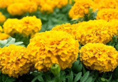 100 Pcs Mixed Chrysanthemum Seeds Perennial Flowering Rose Pink Orange Yellow Red Marigold