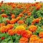 100 Pcs Mixed Chrysanthemum Seeds Perennial Flowering Rose Pink Orange Yellow Red Marigold