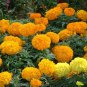 100 Pcs Mixed Chrysanthemum Seeds Perennial Flowering Rose Pink Orange Yellow Red Marigold