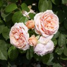 20 Pcs Heirloom Golden Pink Mixed Rose Flower