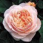20 Pcs Heirloom Golden Pink Mixed Rose Flower