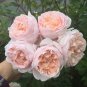 20 Pcs Heirloom Golden Pink Mixed Rose Flower