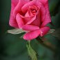 20 Pcs Heirloom Water Pink European Rose Flowers