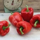 20 Pcs BELLFARM Heirloom Red Long Sharp Sweet Bell Pepper