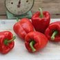 20 Pcs BELLFARM Heirloom Red Long Sharp Sweet Bell Pepper