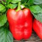 20 Pcs BELLFARM Heirloom Red Long Sharp Sweet Bell Pepper