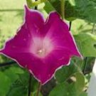 10 Pcs Imported Japan Wine Red Garden Morning Glory