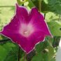 10 Pcs Imported Japan Wine Red Garden Morning Glory