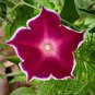 10 Pcs Imported Japan Wine Red Garden Morning Glory