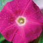 10 Pcs Imported Japan Wine Red Garden Morning Glory