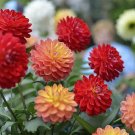 50 Pcs Mixed Dahlia Seeds 50 Pcs Mixed Dahlia Seeds