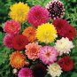 50 Pcs Mixed Dahlia Seeds