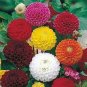 50 Pcs Mixed Dahlia Seeds