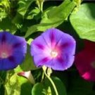 Morning Glory Mixed Colorful Petals with White Stripe Flower Seeds
