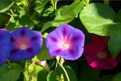 Morning Glory Mixed Colorful Petals with White Stripe Flower Seeds