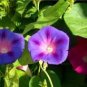 Morning Glory Mixed Colorful Petals with White Stripe Flower Seeds