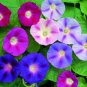 Morning Glory Mixed Colorful Petals with White Stripe Flower Seeds