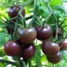 Tomato Cherry Black Vegetable Seeds