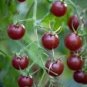 Tomato Cherry Black Vegetable Seeds