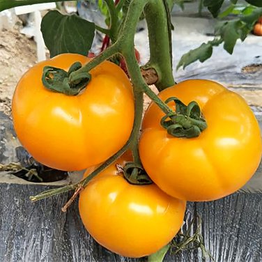 20 Pcs Rare 'Imperial concubine' F1 Yellow Cherry Tomato