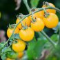 20 Pcs Rare 'Imperial concubine' F1 Yellow Cherry Tomato