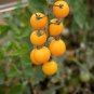 20 Pcs Rare 'Imperial concubine' F1 Yellow Cherry Tomato