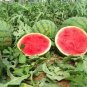 10 Pcs High Yield Super Green Oval Shape Red Watermelon