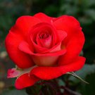 20 Pcs Rare 'Fireball' Rose Shrub Perennial Garden Flower