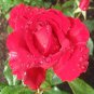 20 Pcs Rare 'Fireball' Rose Shrub Perennial Garden Flower