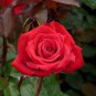 20 Pcs Rare 'Fireball' Rose Shrub Perennial Garden Flower