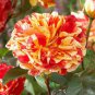 20 Pcs Heirloom Gannan Yellow Red Rose Shrub Flower