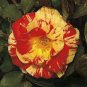 20 Pcs Heirloom Gannan Yellow Red Rose Shrub Flower