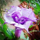 Purple Corrugated Double Morning Glory Seeds
