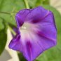 Purple Corrugated Double Morning Glory Seeds