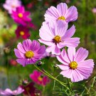 20 Pcs Heirloom Big Blooming Purple Cosmos Flower