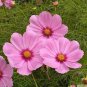20 Pcs Heirloom Big Blooming Purple Cosmos Flower