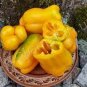 20 Pcs Heirloom Yellow Long Sweet Pepper Hybrid 'Huang La Meizi'