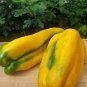 20 Pcs Heirloom Yellow Long Sweet Pepper Hybrid 'Huang La Meizi'