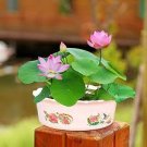 1 Pcs Heirloom Light Pink Fragrant Nelumbo Nucifera Lotus Flower