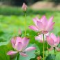 1 Pcs Heirloom Light Pink Fragrant Nelumbo Nucifera Lotus Flower