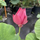 1 Pcs Heirloom Super Red Nelumbo Nucifera Lotus Flower Bonsa