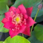1 Pcs Heirloom Super Red Nelumbo Nucifera Lotus Flower Bonsa